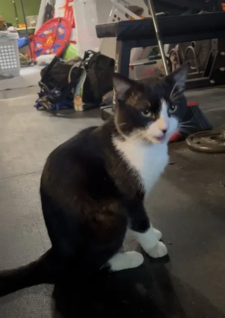 Sylvester