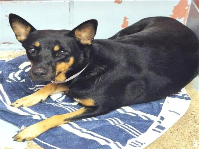 Adoptable Dog