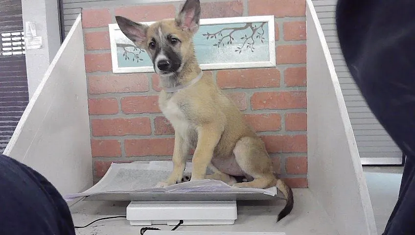 Adoptable Dog