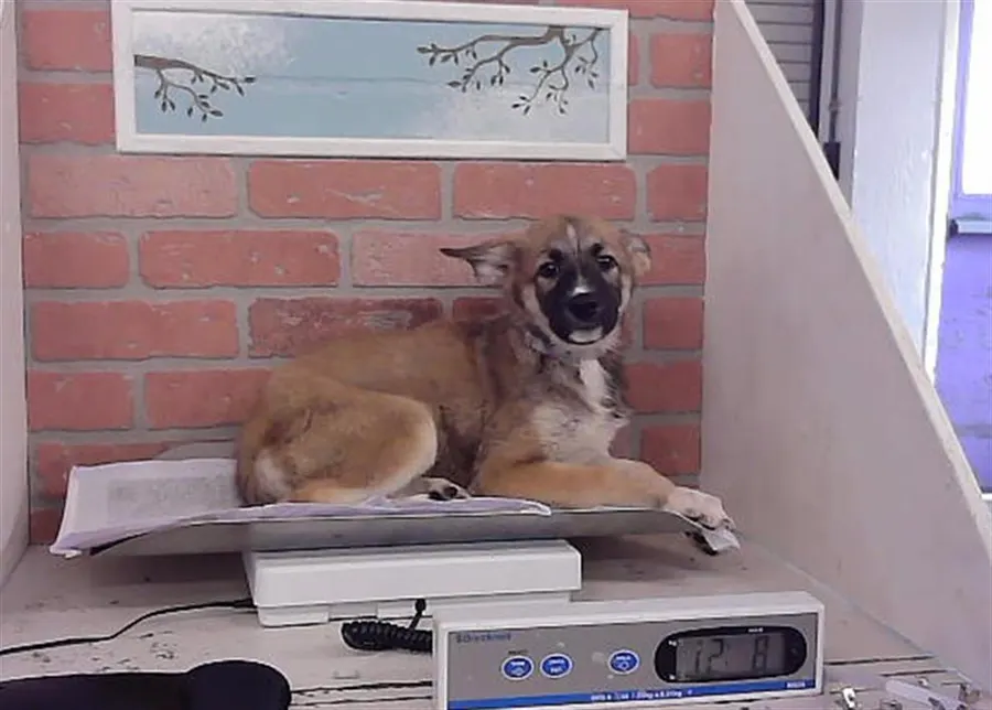Adoptable Dog