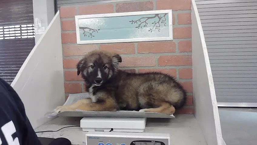 Adoptable Dog