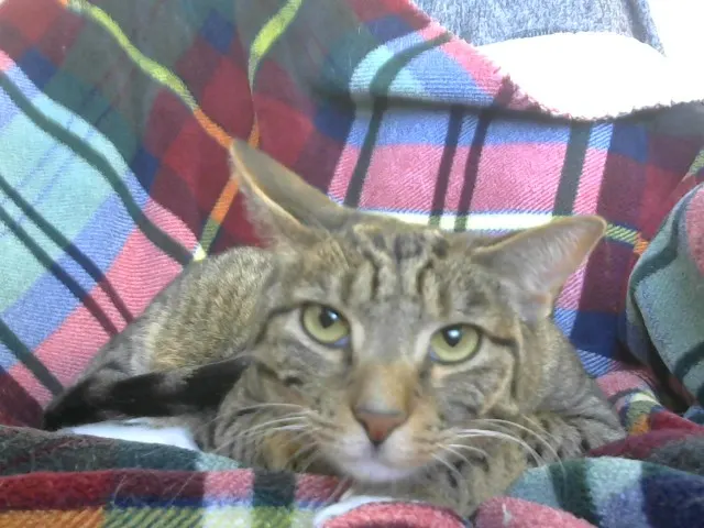 Bella