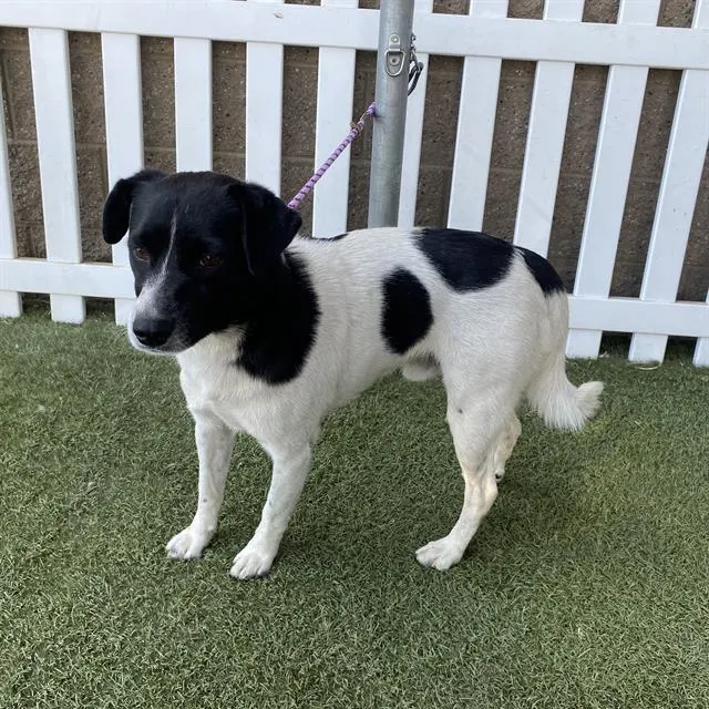 Adoptable Dog
