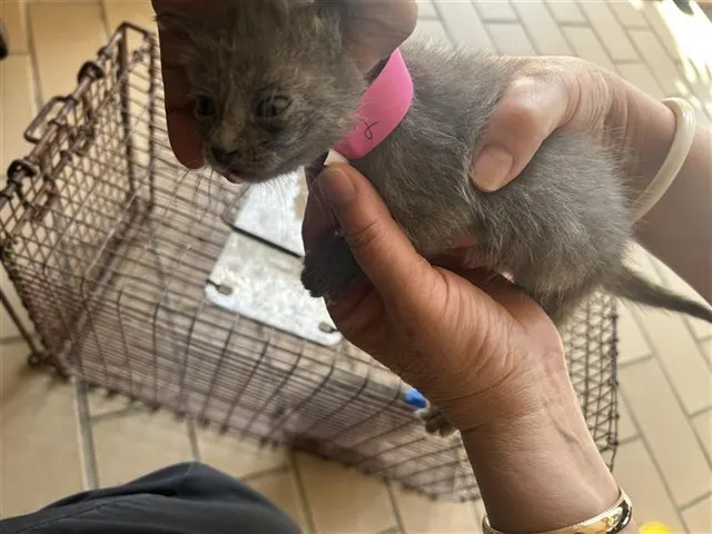 Adoptable Cat