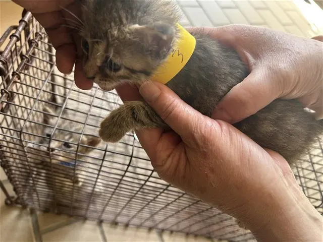 Adoptable Cat