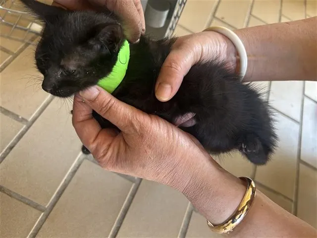 Adoptable Cat