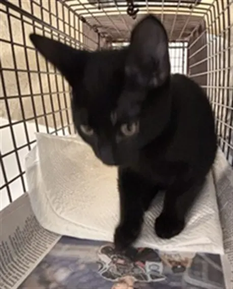 Adoptable Cat