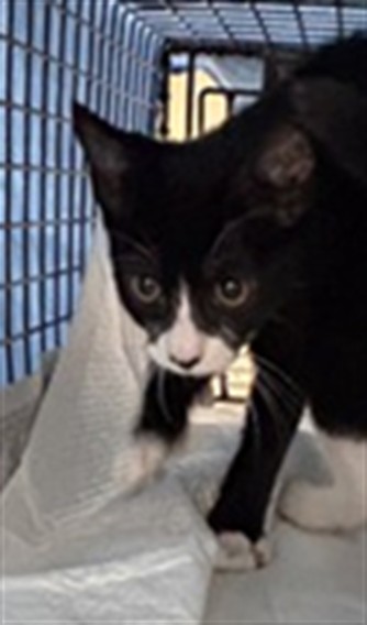Adoptable Cat