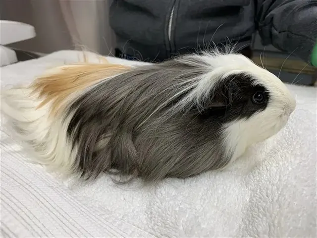 Bella