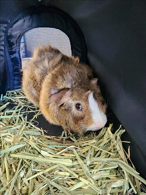 Chabu