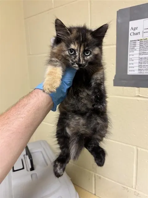 Merlin