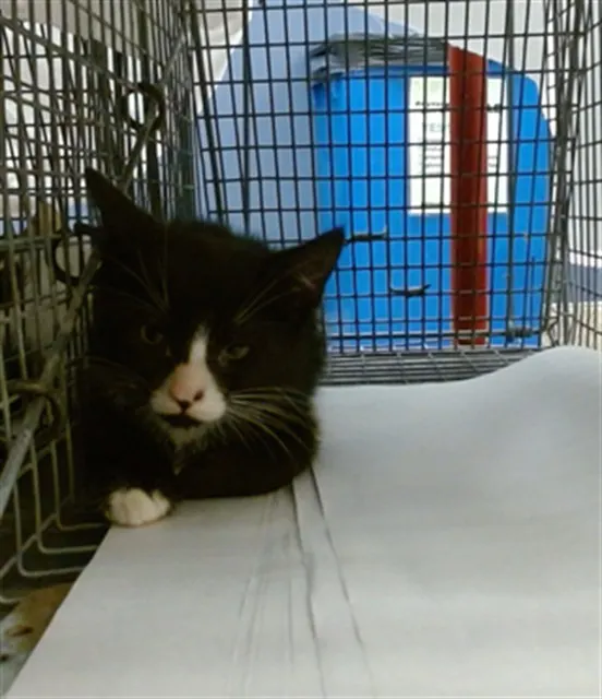 Adoptable Cat