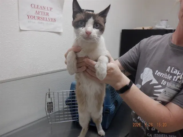 Adoptable Cat