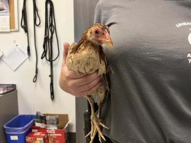 Adoptable Bird