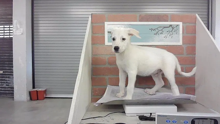 Adoptable Dog
