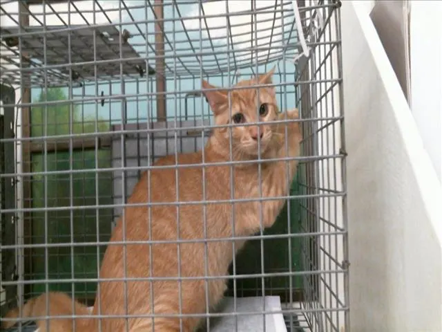 Adoptable Cat