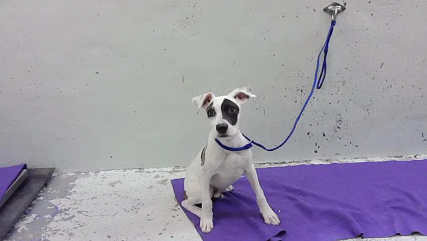 Adoptable Dog