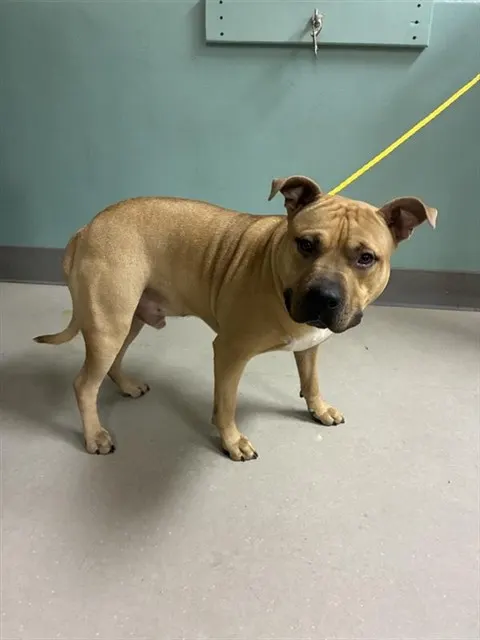 Adoptable Dog