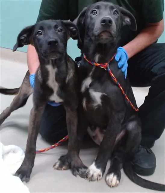 Adoptable Dog