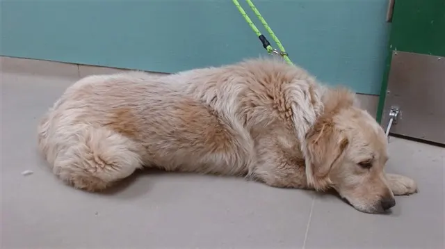 Adoptable Dog