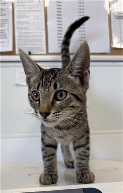Adoptable Cat