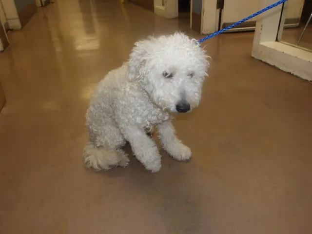 Adoptable Dog