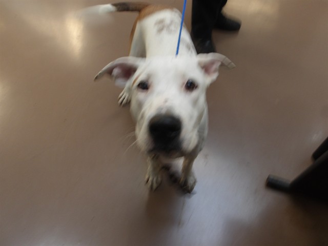 Adoptable Dog