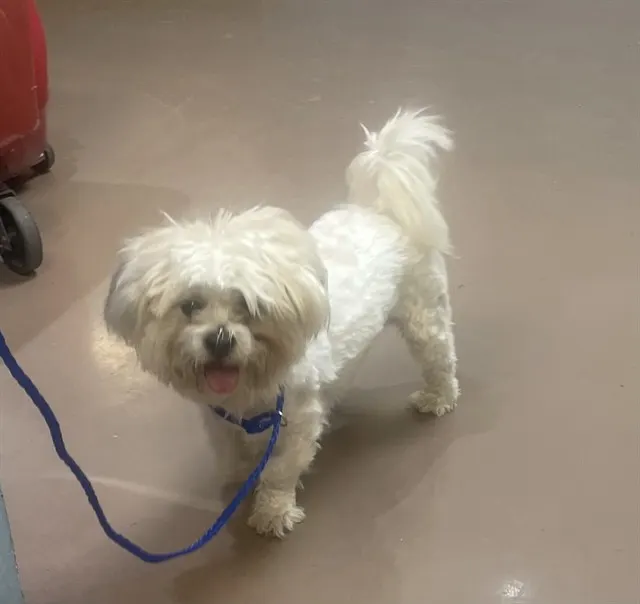 Adoptable Dog