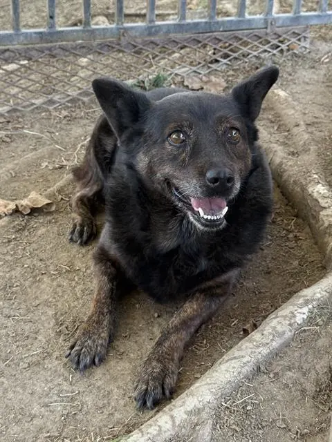 Lady