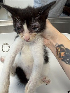 Oreo