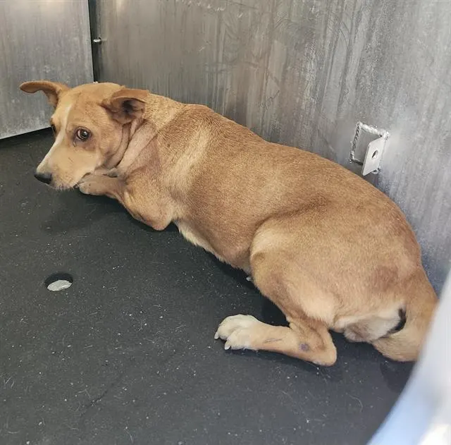 Adoptable Dog