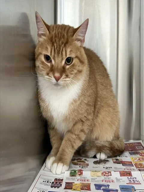 Canelo