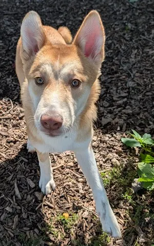 Baz