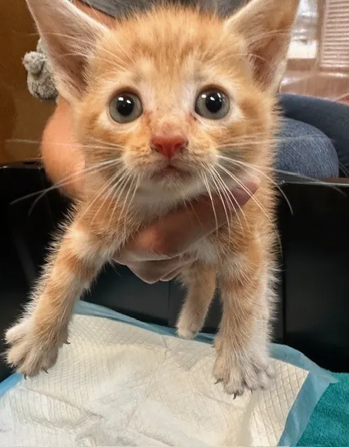Kitkat