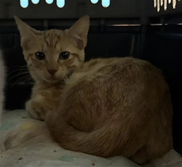 Adoptable Cat