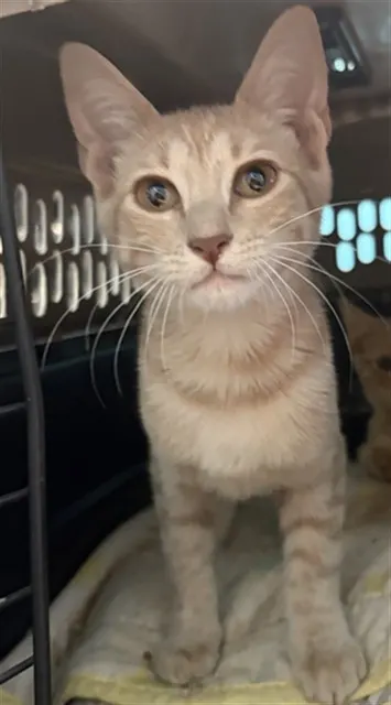 Adoptable Cat