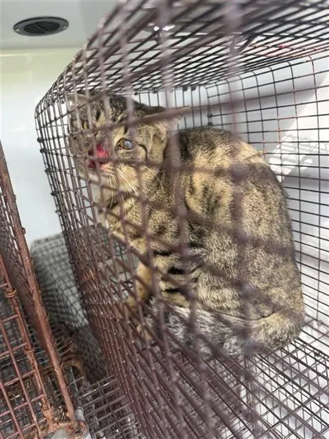 Adoptable Cat