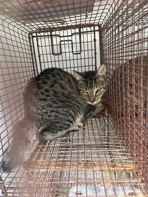 Adoptable Cat