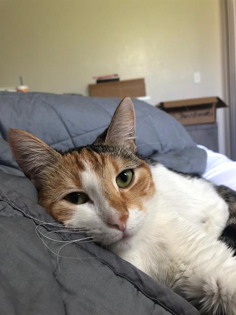 Mo