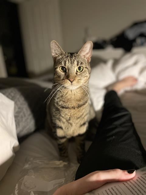 Benson