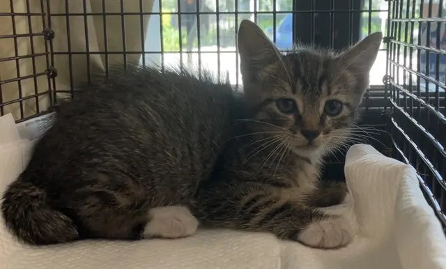 Adoptable Cat