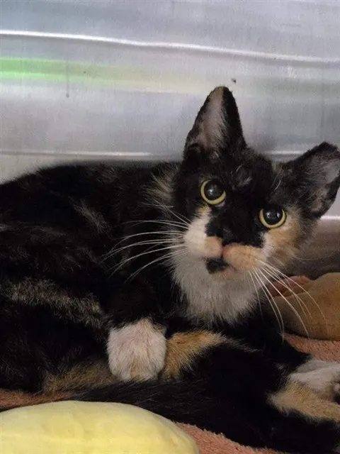 Adoptable Cat