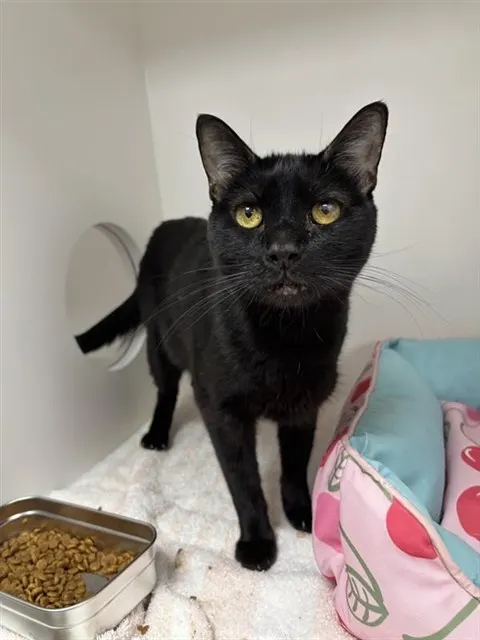 Blackie