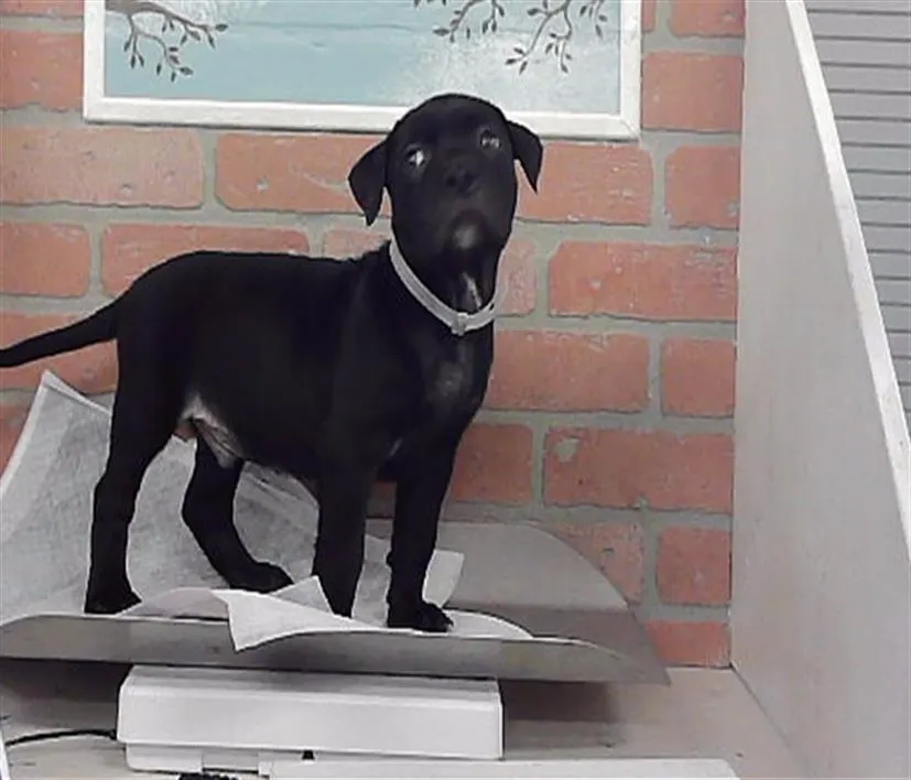 Adoptable Dog