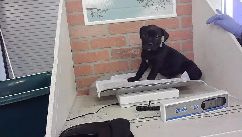 Adoptable Dog