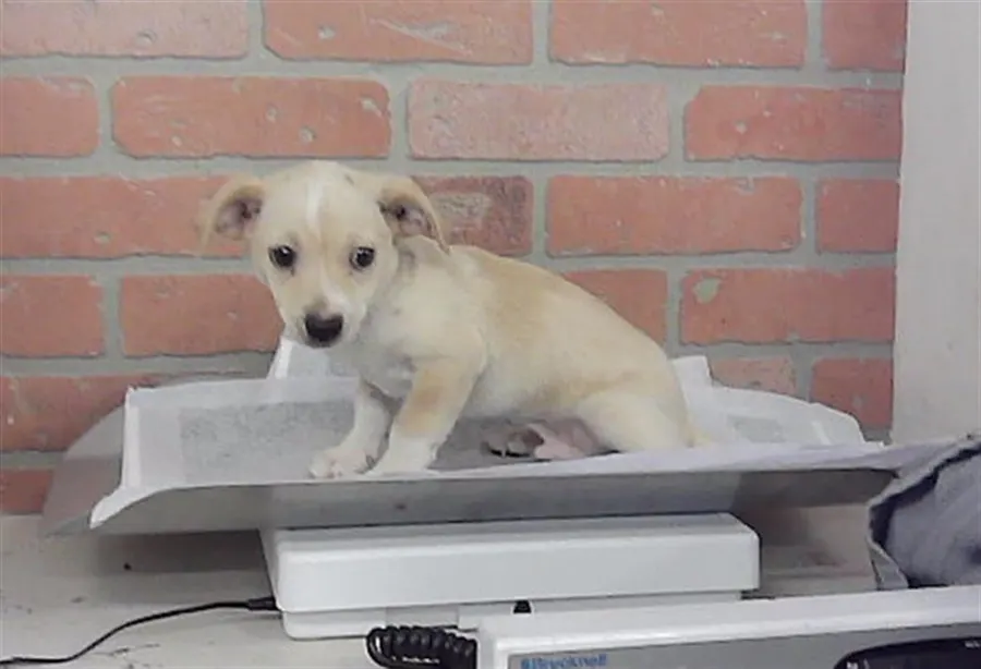 Adoptable Dog