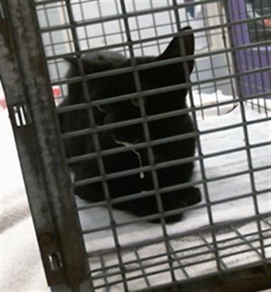 Adoptable Cat