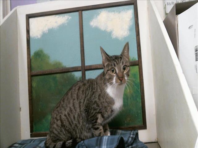 Adoptable Cat