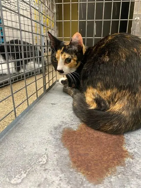 Adoptable Cat