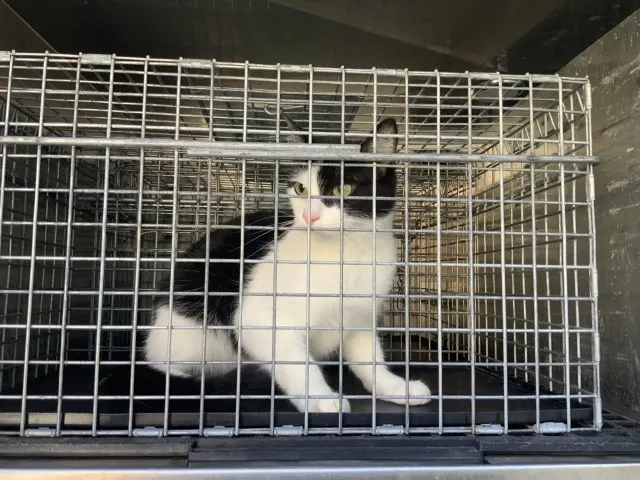 Adoptable Cat